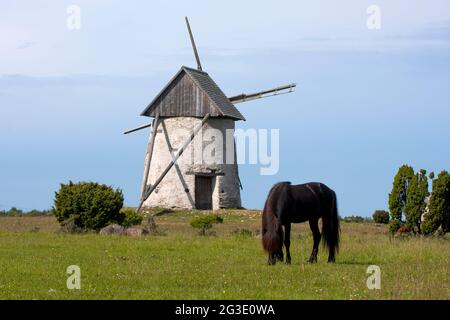 Eine alte traditionelle Windmühle und ein Pferd auf der Weide in Gotland, Schweden, Europa Stockfoto