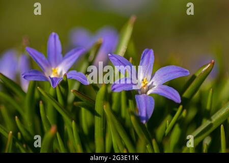 Schöne hellblaue sternartige Blüten der Glorie des Schnees (Chionodoxa luciliae, Scilla luciliae), die früh im Frühjahr blühen Stockfoto