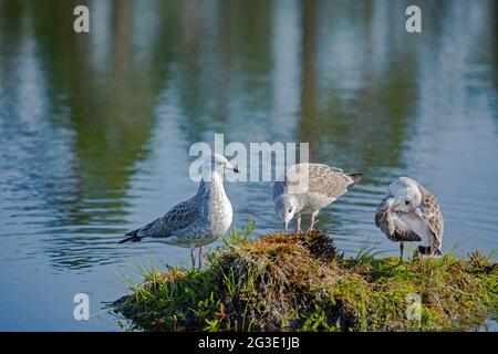 Drei junge Möwen, Larus canus im juvenilen Gefieder, die auf einem Sod in einem Moorteich stehen Stockfoto