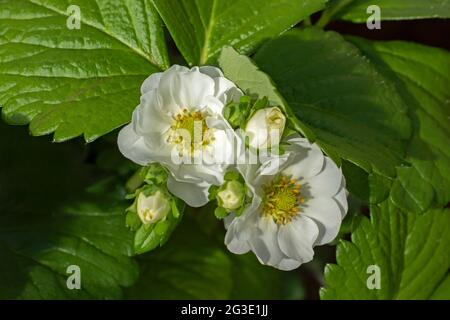 Weiß gelb-zentrierte Blüten der Erdbeere (Fragaria ananassa) auf natürlichem grünem Blattgrund. Konzept des Anbaus eigener gesunder Lebensmittel Stockfoto