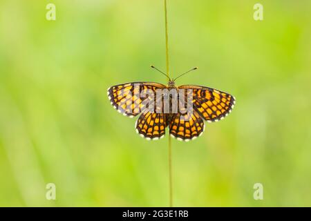 Die Heide Fritillary (Melitaea athalia) mit ausgebreiteten Flügeln, die auf einem Stroh ruhen Stockfoto