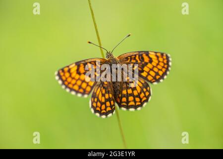 Die Heide Fritillary (Melitaea athalia) mit ausgebreiteten Flügeln, die auf einem Stroh ruhen Stockfoto