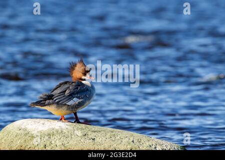 Gänsehaut, Mergus merganser steht allein auf einem Stein am Meer an einem sonnigen Tag in estnischer Natur Stockfoto