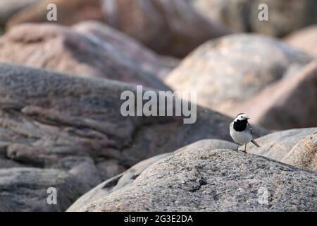 Kleine entzückende singvögel, weiße Bachstelze, Motacilla alba, die auf einem Granitfelsen in estnischer Natur steht Stockfoto