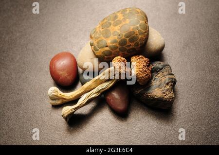 Getrocknete Psilocybe Cubensis Psilocybin Pilze auf schwarzem Hintergrund, flach liegend. Magische schäumen den Goldenen Lehrer. Psychedelisch inspiriert. Natürliche Kräuter die Stockfoto
