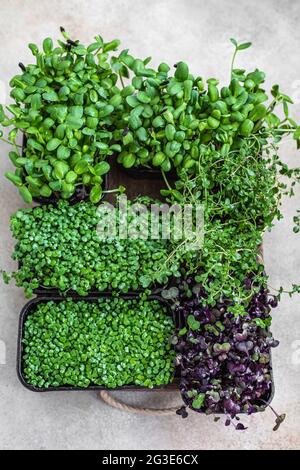 Verschiedene Arten von Micro Greens in Behältern. Samenkeimung zu Hause. Veganes und gesundes Esskonzept. Bio-rohe Mikrogrüns. Selektiver Fokus. Stockfoto