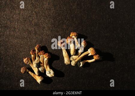Getrocknetes Psilocybe cubensis auf schwarzem Hinterfransen, flaches Lay. Psilocybin-Pilze in der Reihe. Magie schäume den Goldenen Lehrer, spirituelle Erfahrung. Neu Stockfoto