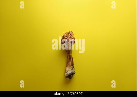 Mikrodosierkonzept. Trockene Psilocybin-Pilze auf hellgelbem Hintergrund. Nahaufnahme psychedelischer Pilze. Medizinische Verwendung. Stockfoto