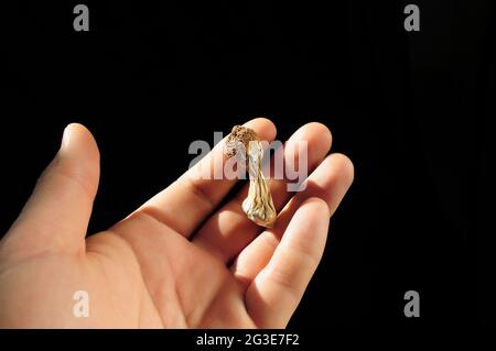Psilocybin-Pilze in der Hand des Mannes auf schwarzem Hintergrund. Psychedelische Zauberreise. Getrocknete essbare Pilze Golden Teacher. Medizinische Verwendung. Mikrodosierung Konz Stockfoto