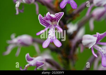 militärische Orchidee, Wildblumen in Deutschland Stockfoto
