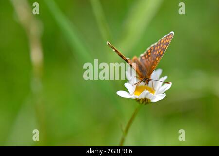 heide Fritillary Schmetterling auf einer Blume einer marguerite Blume Stockfoto