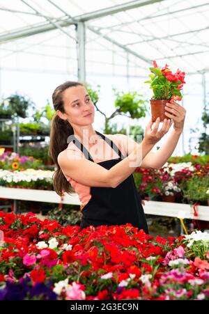 Freundlich lächelnde weibliche Floristin, die einen Topf mit einer Begonia-Pflanze im Treibhaus hält Stockfoto