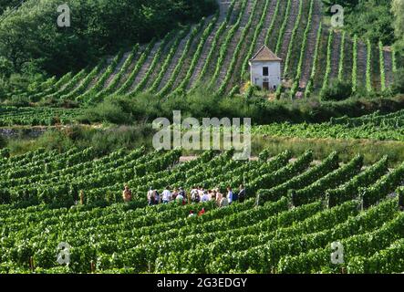 FRANKREICH.DROME (26) CHATILLON-EN-DIOIS PARK-NATURAL-REGIONAL-OF-VERCORS WEINAUSFLUG MIT DEM SERRE DU POET (GEWÄCHSHAUS DES DICHTERS) Stockfoto