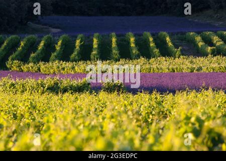 FRANKREICH. ARDECHE (07) LARNAS PLATEAU DE GRAS WEINBERG UND LAVENDEL Stockfoto