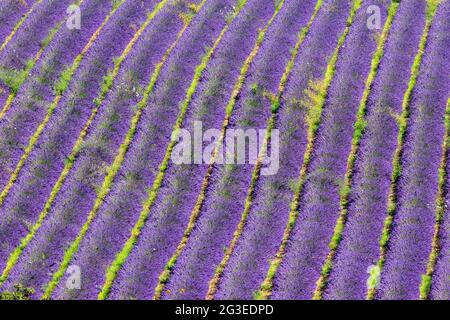 FRANKREICH. ARDECHE (07) GRAS FELD DER LAVENDEL Stockfoto