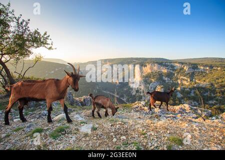 FRANKREICH. ARDECHE (07) SAINT REMEZE RESERVE NATÜRLICHEN HALS IN DER ARDECHE LANDSCHAFT AUTRIDGE WILDZIEGE UND IST KIND Stockfoto