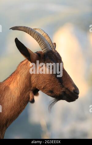 FRANKREICH. ARDECHE (07) SAINT REMEZE RESERVE NATÜRLICHEN HALS IN DER ARDECHE LANDSCHAFT AUTRIDGE WILDZIEGE Stockfoto