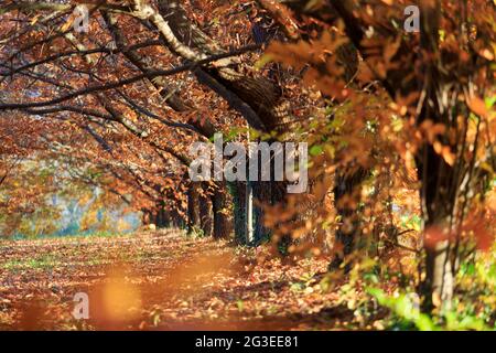 FRANKREICH. ARDECHE (07) (REGIONALER NATURPARK DER BERGE VON ARDECHE) DER KASTANIENHAIN MIT DEM HERBST Stockfoto