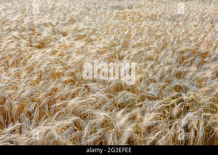 Gelbgoldene Korn- oder Weizenpflanzen, die im Wind wehen und im Sommer bei Sonnenuntergang auf einem Feld von der Sonne beleuchtet werden. Stockfoto