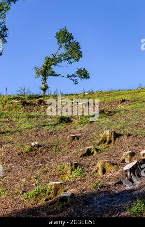 Baum, Kettensäge, im Freien, Kopfbedeckung, Arbeitsschutzzweig für Arbeitskleidung - Pflanzenteil, Schneiden, Sägen, Baumchirurg, Baumpfer, Protokoll Stockfoto