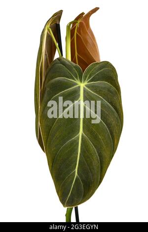 Langes Blatt tropischer 'Philodendron Melanochrysum'-Zimmerpflanze, isoliert auf weißem Hintergrund Stockfoto