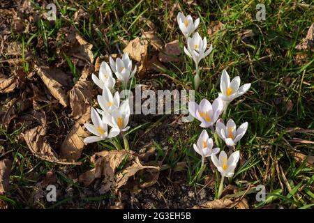 Alpine Wildblume Crocus Versicolor (Silbertuch Crocus). Biella, Italien. Stockfoto