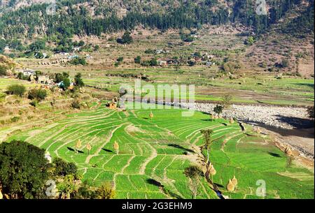 Grünes terrassenförmiges Reisfeld in nepal Stockfoto