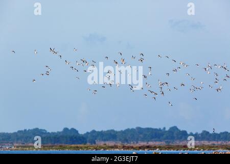 Herde mallardenter Enten, die in den Himmel fliegen Stockfoto