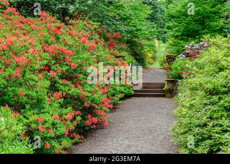 Blühende Rhododendren in den Dawyck Botanical Gardens in der Nähe von Peebles Scotland Stockfoto