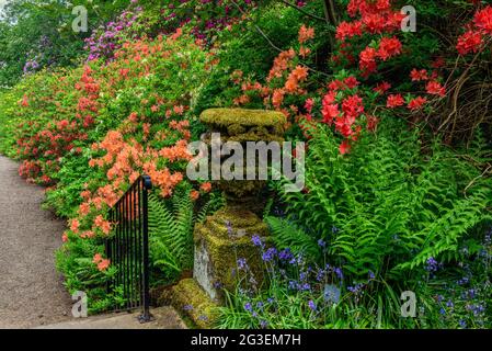 Blühende Rhododendren in den Dawyck Botanical Gardens in der Nähe von Peebles Scotland Stockfoto