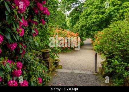 Blühende Rhododendren in den Dawyck Botanical Gardens in der Nähe von Peebles Scotland Stockfoto