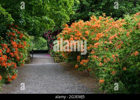 Blühende Rhododendren in den Dawyck Botanical Gardens in der Nähe von Peebles Scotland Stockfoto