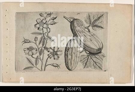 Moschusrose und Gurke; Cognoscite Lilia. Muskussoos (Rosa Moschata) und Gurke (cucumis sativus), nummeriert 90 und 91. Stockfoto