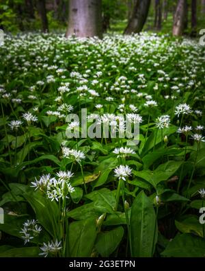 Mecsek, Ungarn - Weiße Bärlauch-Blüten (Allium ursinum oder Ramsons) blühen im wilden Wald von Mecsek im Frühling Stockfoto