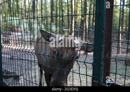 Ein einsamer großer Hirsch aus der Nähe wandert durch den Öko-Park Stockfoto