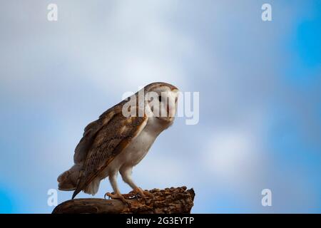 Eine Scheune Owl, Tyto alba, thront auf einem Zweig auf der Suche nach Beute. Stockfoto