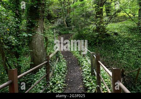 Alte rustikale Brücke über den Clydach River auf einem Waldspaziergang Clydach Gorge Brecon Beacons National Park Monmouthshire Wales Großbritannien Stockfoto