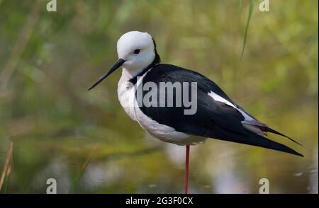 Weißkopfstelz, auch als Piedstelz bezeichnet, Himantopus leucocephalus, steht in Zentralaustralien im Wasser Stockfoto