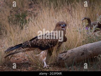 Whistling Kite, Haliastur sphenurus, ruft mit offenem Schnabel im Outback Zentralaustralien aus. Stockfoto