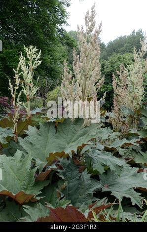 Rheum palmatum var tanguticum riesige Rhabarberblätter und cremig-weiße Blüten auf verzweigten Ähren Ornamental Rhabarber Stockfoto