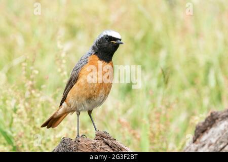 Gewöhnlicher Rotkieher, Phoenicurus phoenicurus, alleinstehender erwachsener Mann, der auf einem Ast steht, Surrey, England, Vereinigtes Königreich Stockfoto