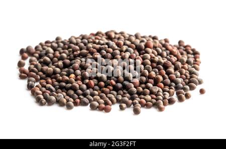 Haufen von Rettichsamen isoliert auf weiß bereit zu Pflanzen Stockfoto