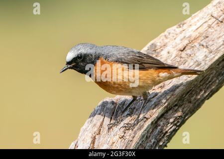 Gewöhnlicher Rotkieher, Phoenicurus phoenicurus, alleinstehender erwachsener Mann, der auf einem Ast steht, Surrey, England, Vereinigtes Königreich Stockfoto
