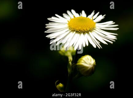 Anthemis arvensis Stockfoto