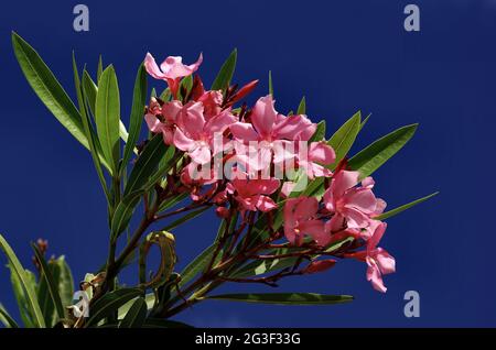 Nerium oleander Stockfoto