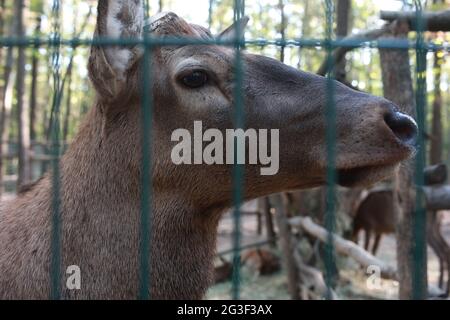 Ein einsamer großer Hirsch aus der Nähe wandert durch den Öko-Park Stockfoto