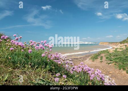 Thrift oder meerrosa, Armeria maritima, wächst auf Klippen in Compton Bay, Isle of Wight, England, Vereinigtes Königreich Stockfoto