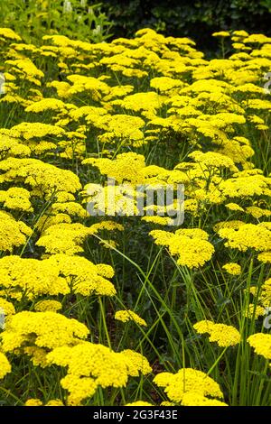 Achillea - aufrechte Staude mit gefiederten, silbrigen Blättern. Große, flache Köpfe aus kleinen, goldenen Blütenköpfen im Sommer. Stockfoto