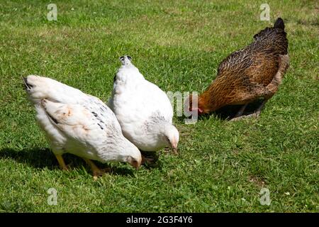Backyard Chickens, Hampshire, England, Vereinigtes Königreich. Stockfoto