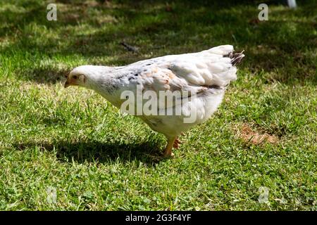 Young Light Sussex Chicken, Hampshire, England, Vereinigtes Königreich. Stockfoto